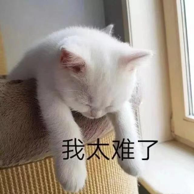 不说晚安、头像