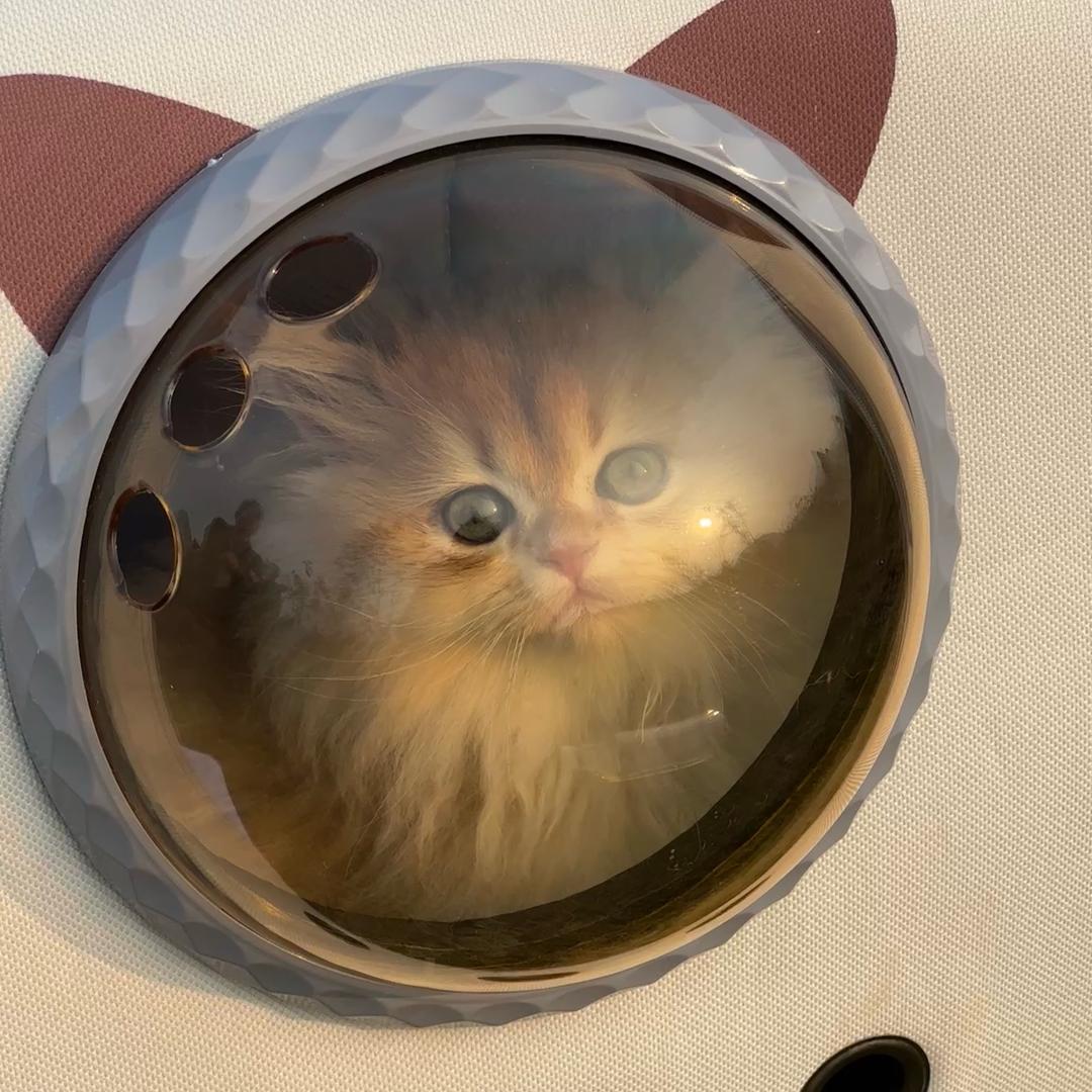 我有小猫我快乐