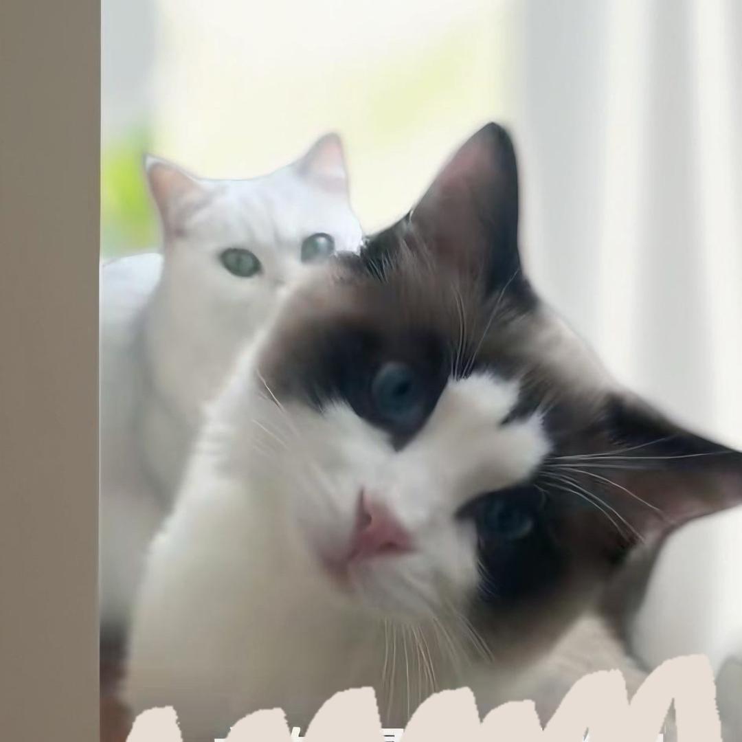 🐱🐱日记