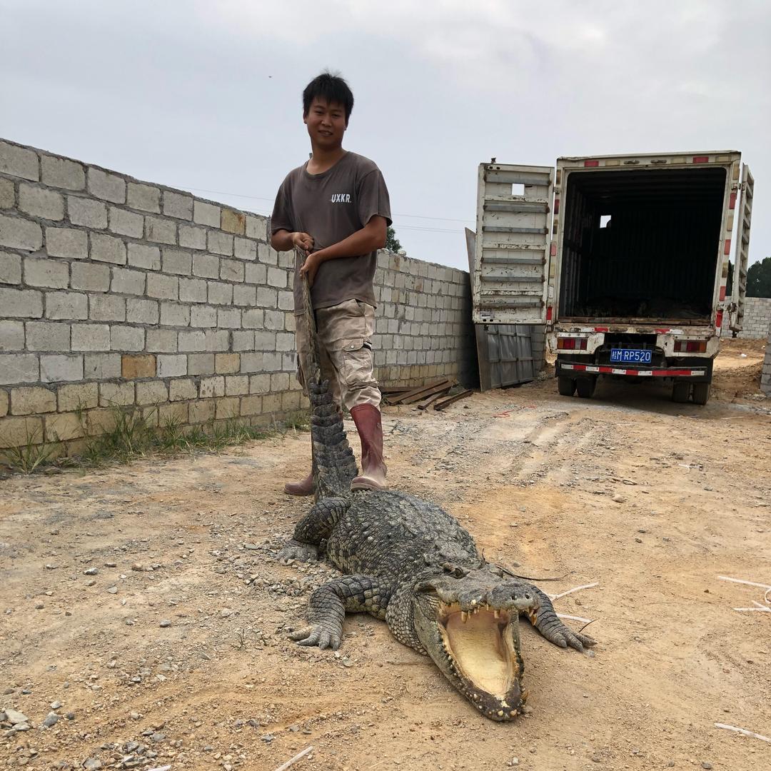 阿海鳄鱼养殖