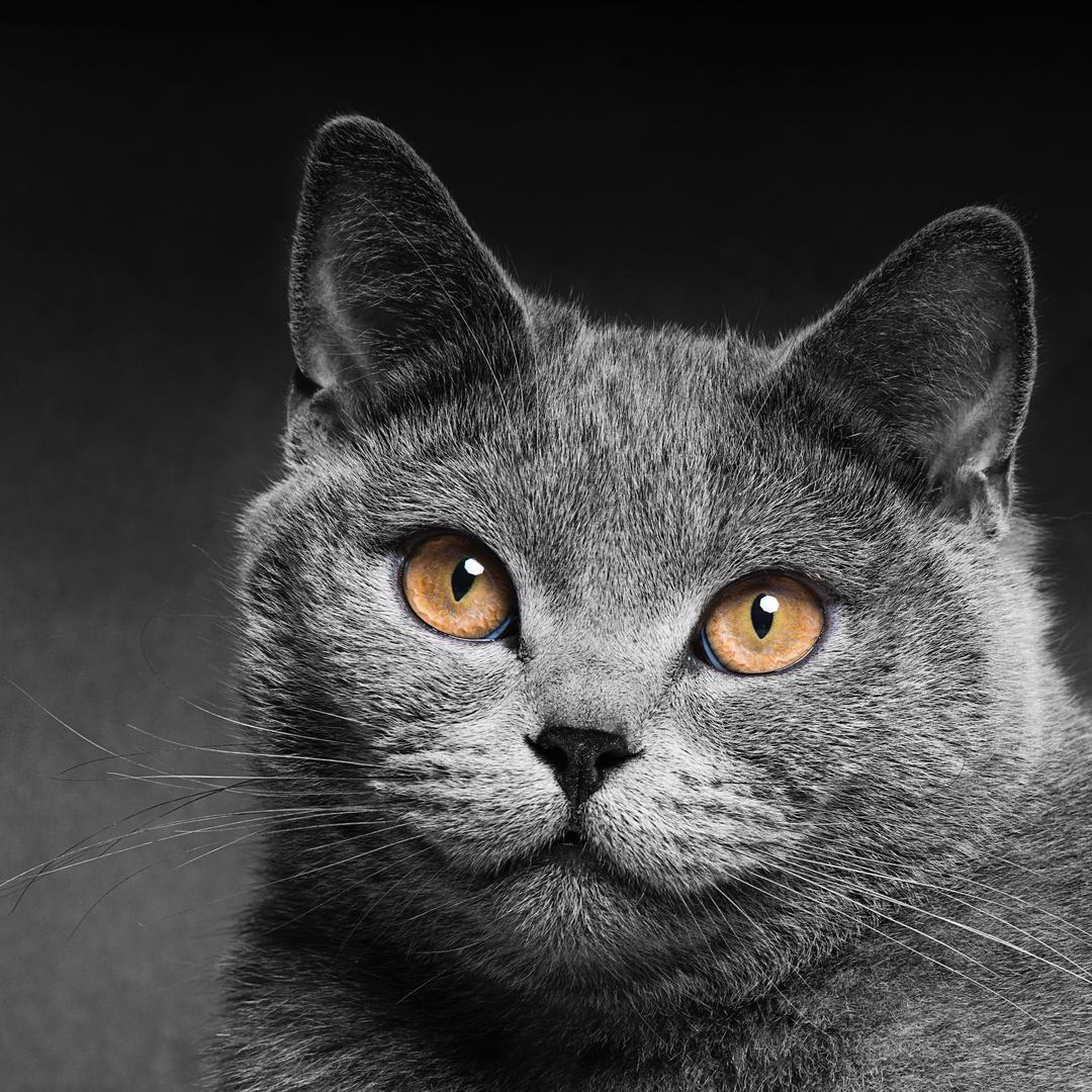 总裁小三哥@抖音