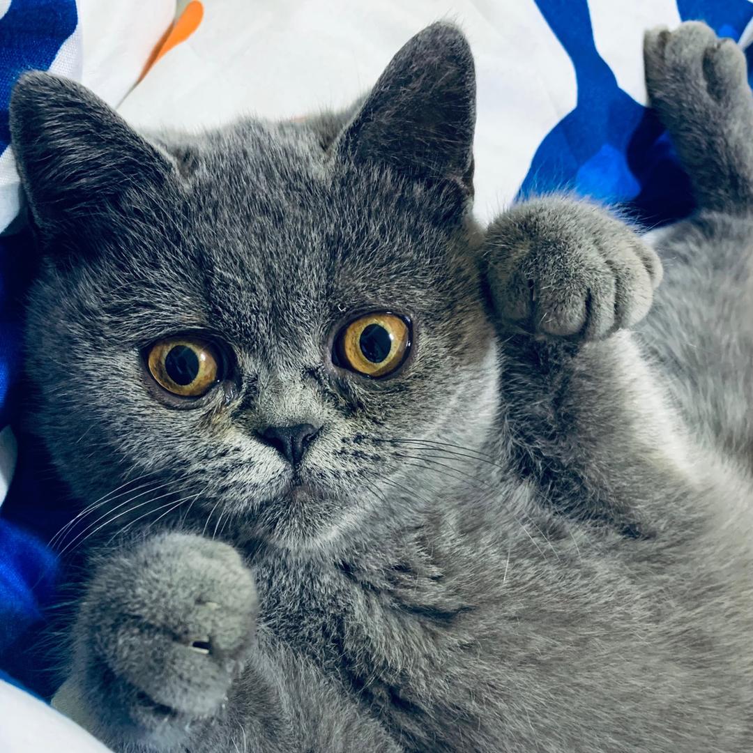 (๑•ั็ω•็ั๑)