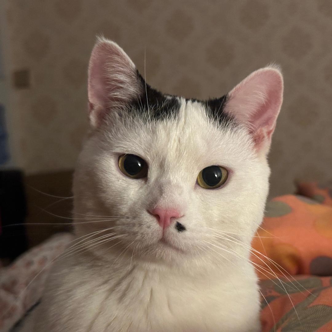 西安三桥上门喂养