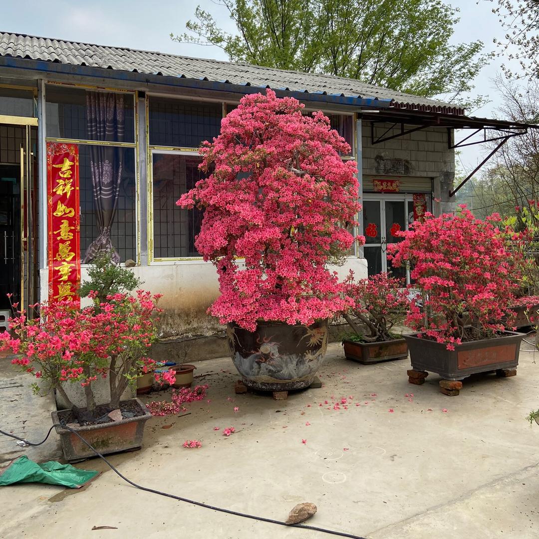 映山红盆景.水泥砖.河沙.青石子.水泥