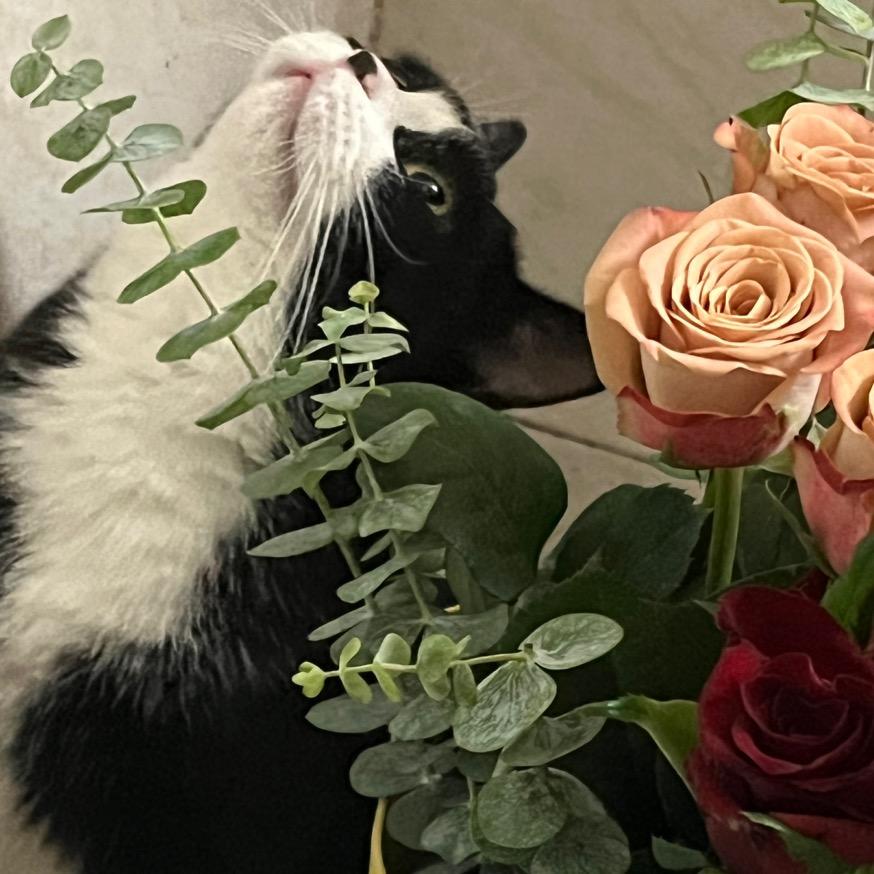 斥巨资干饭的修狗