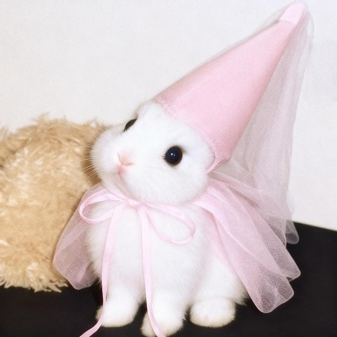 清淑🧚‍♀️