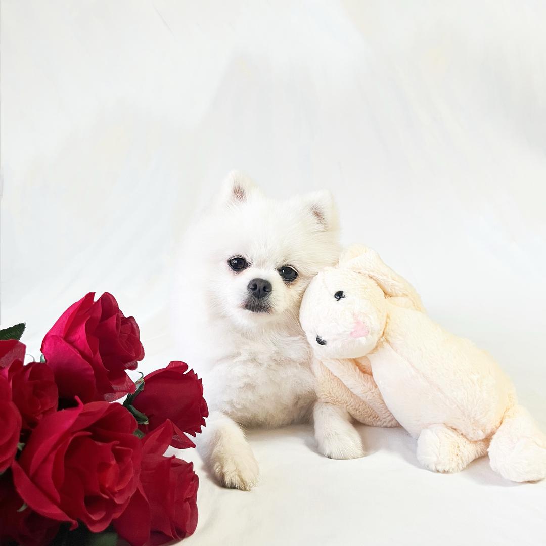 李小姐的花鹿