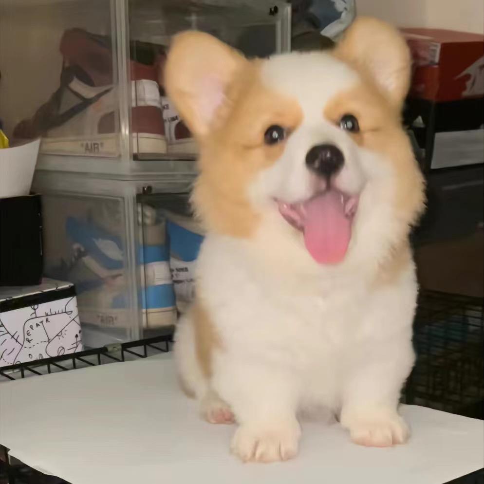 李珞冰