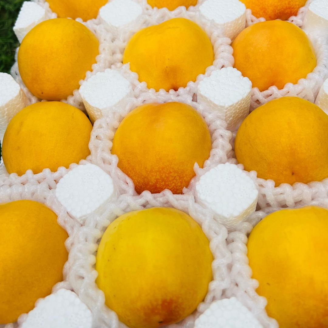 铁汉桃缘