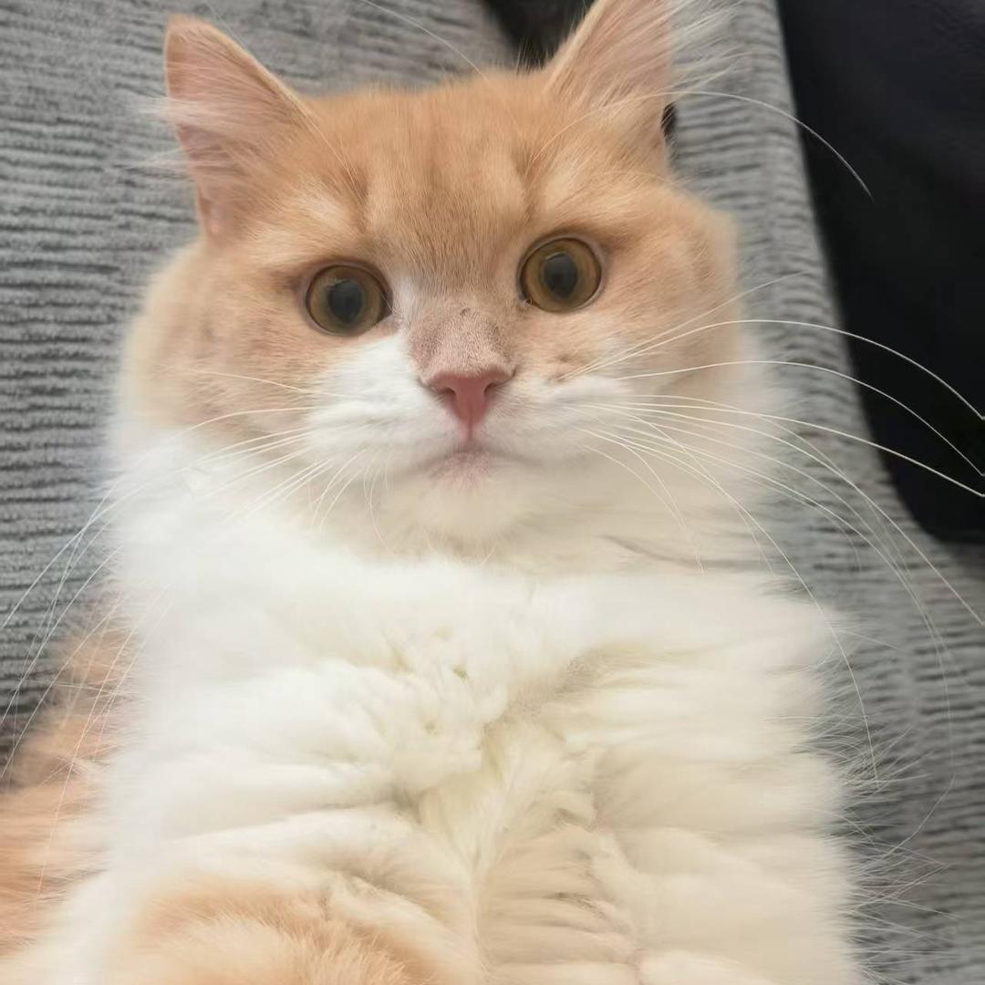 崔风机