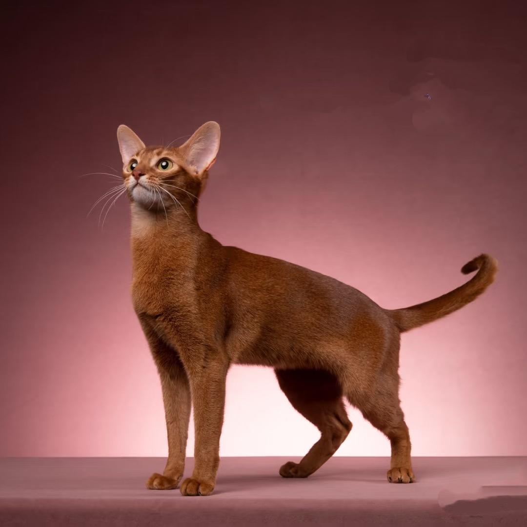 猫眼财经