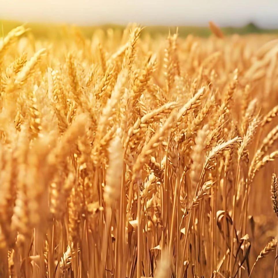 葵花开了外贸店