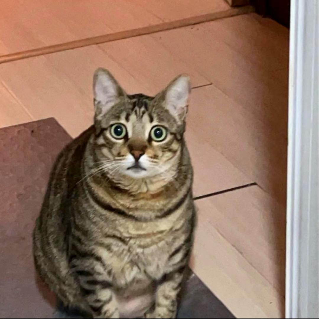 小蛋