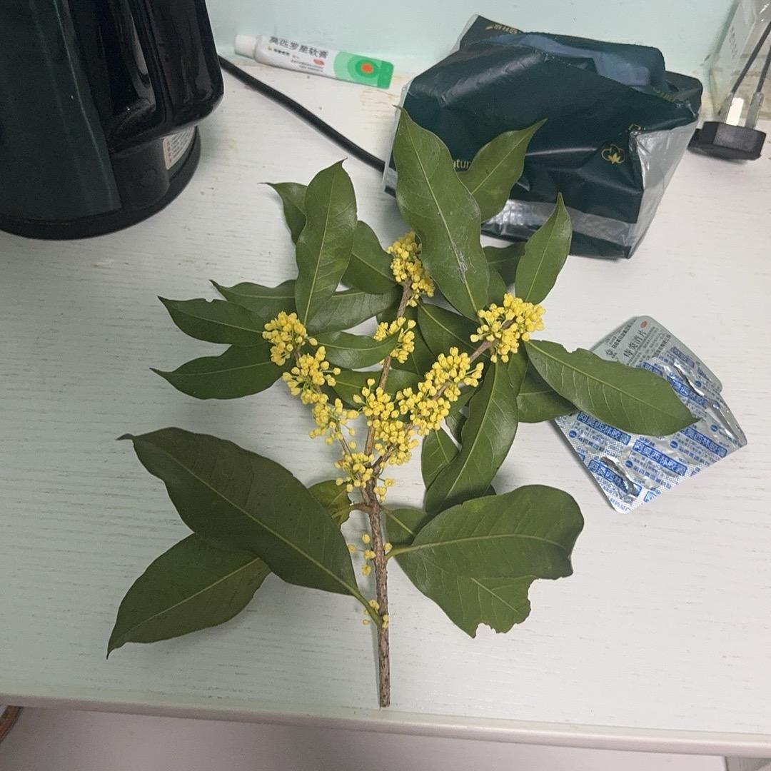 七秒的记忆