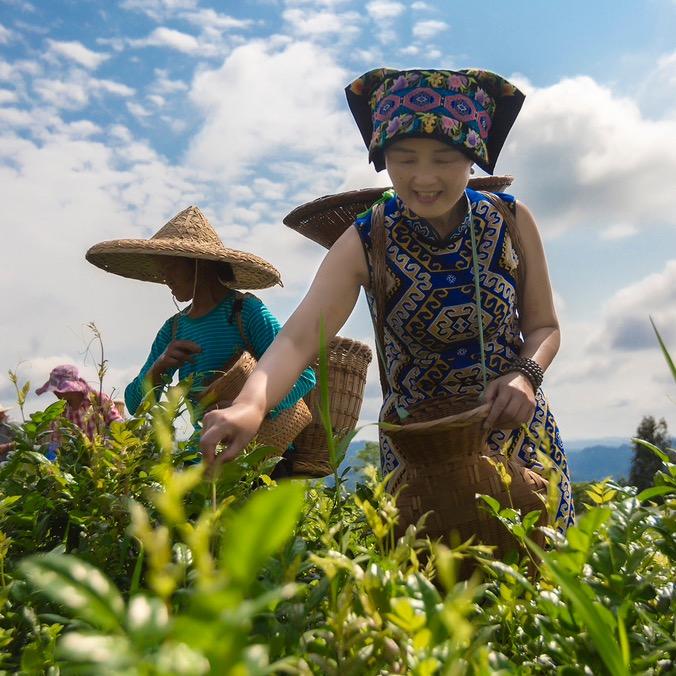 来凤藤茶姐姐（藤茶版）
