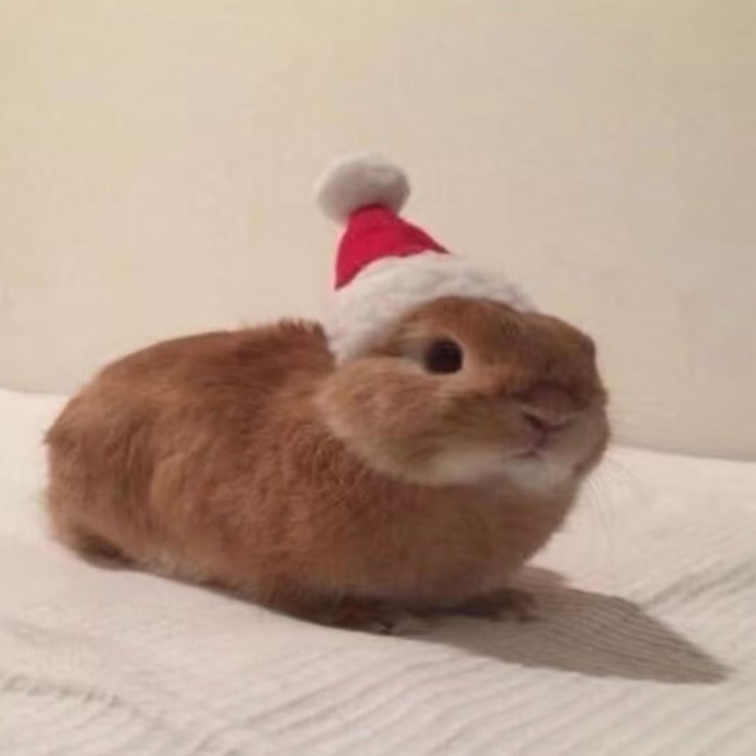 无趣可爱像蛋蛋