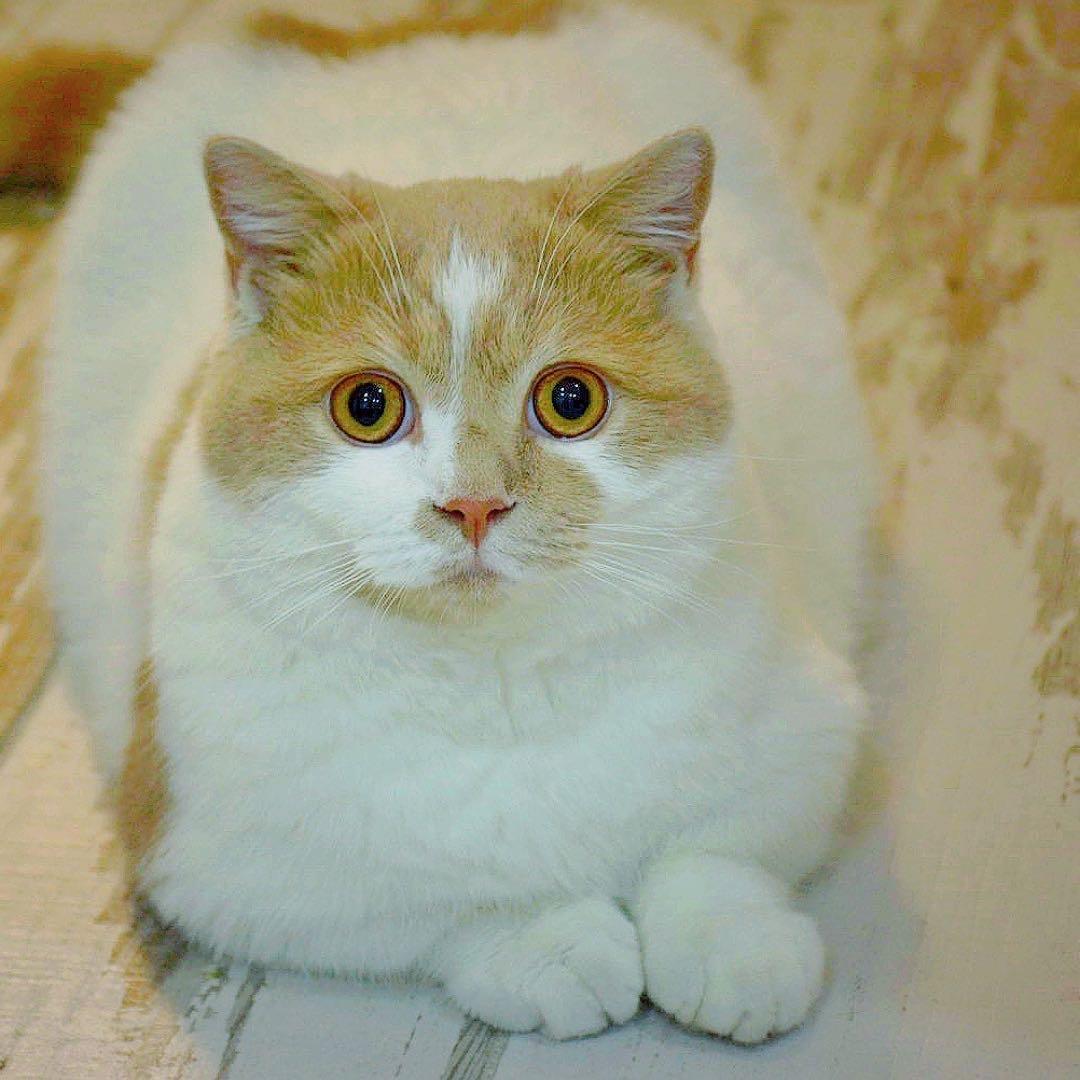 不糊