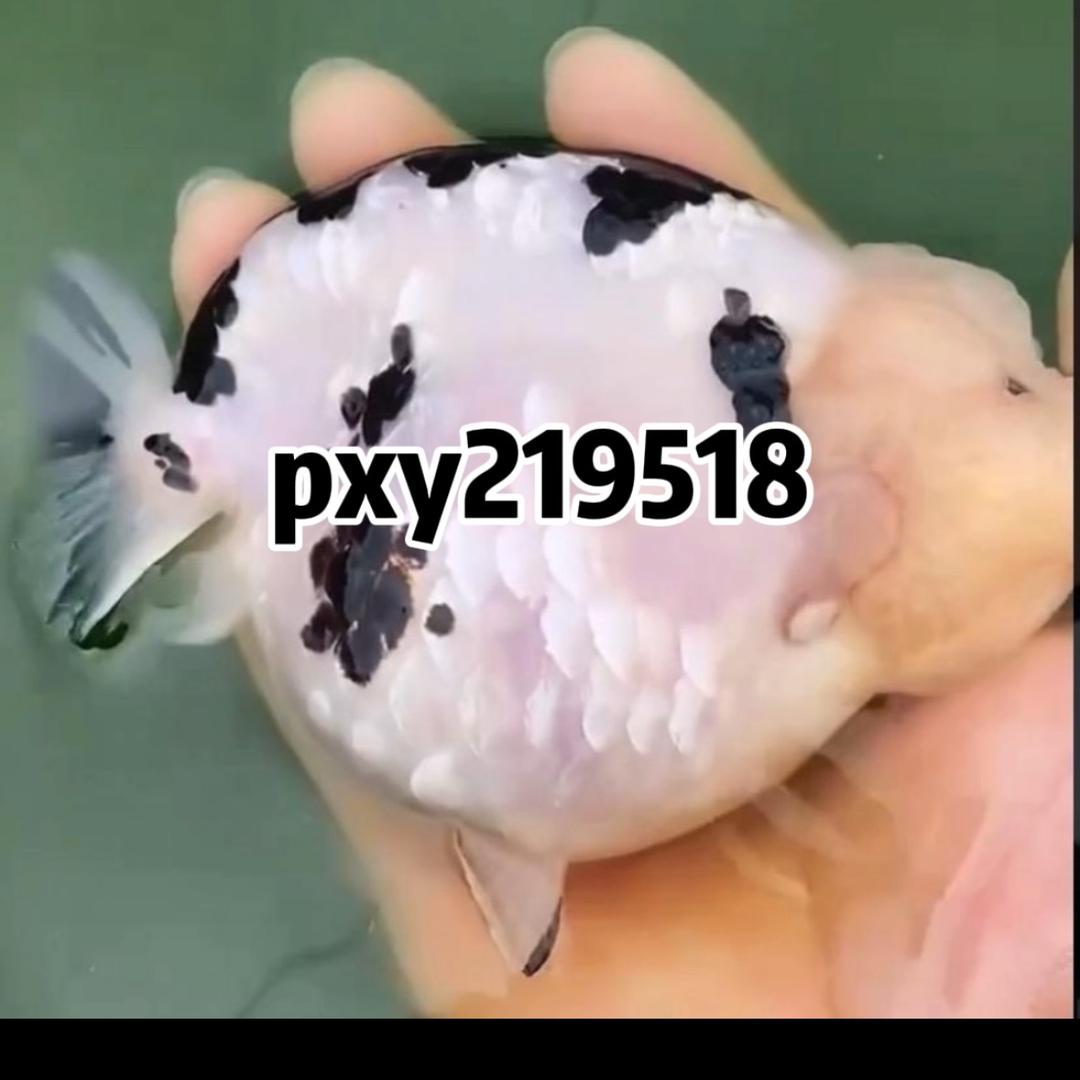 福州睿智兰寿