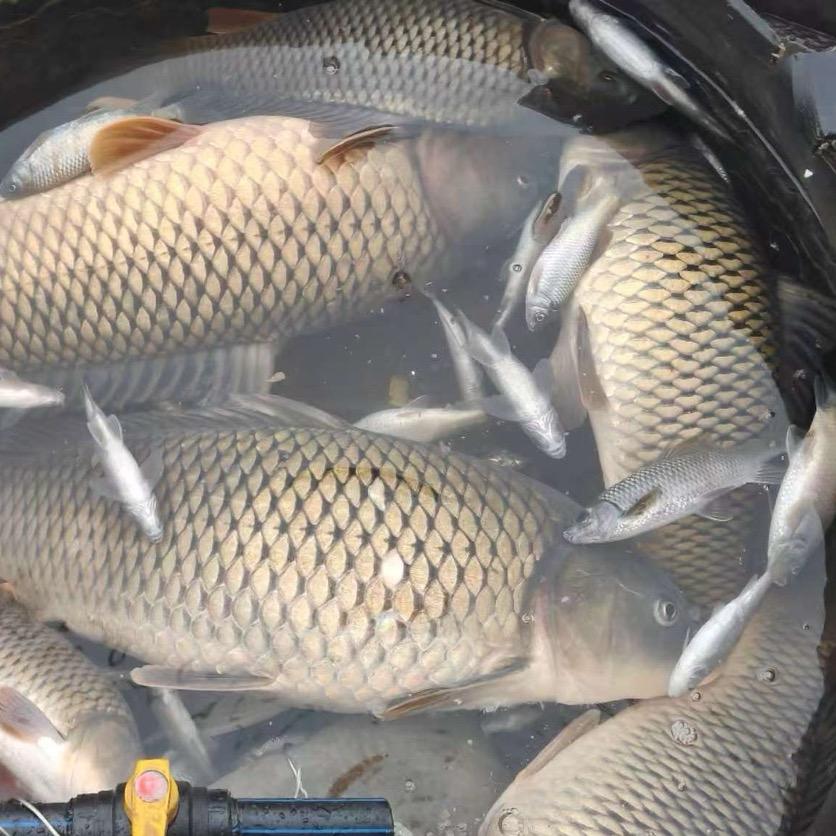 🎣