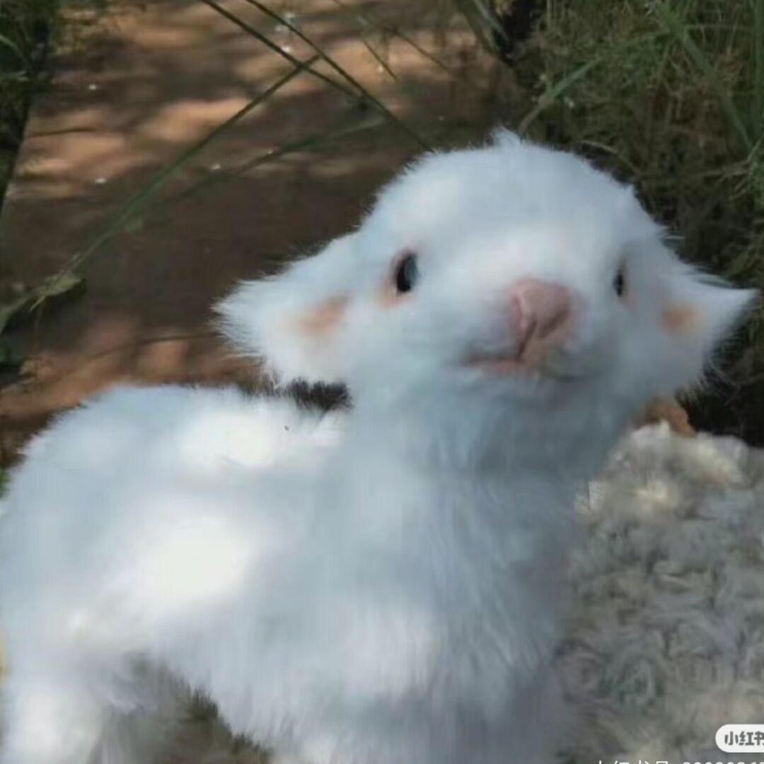 爱吃狮子糕的独木舟头像