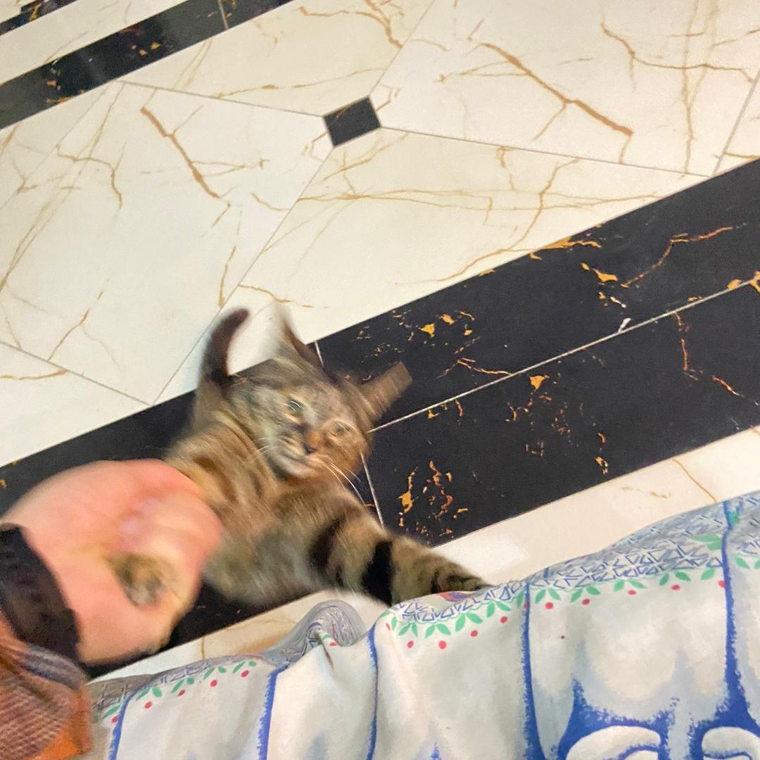 憨八嘎（脆皮鸡版）