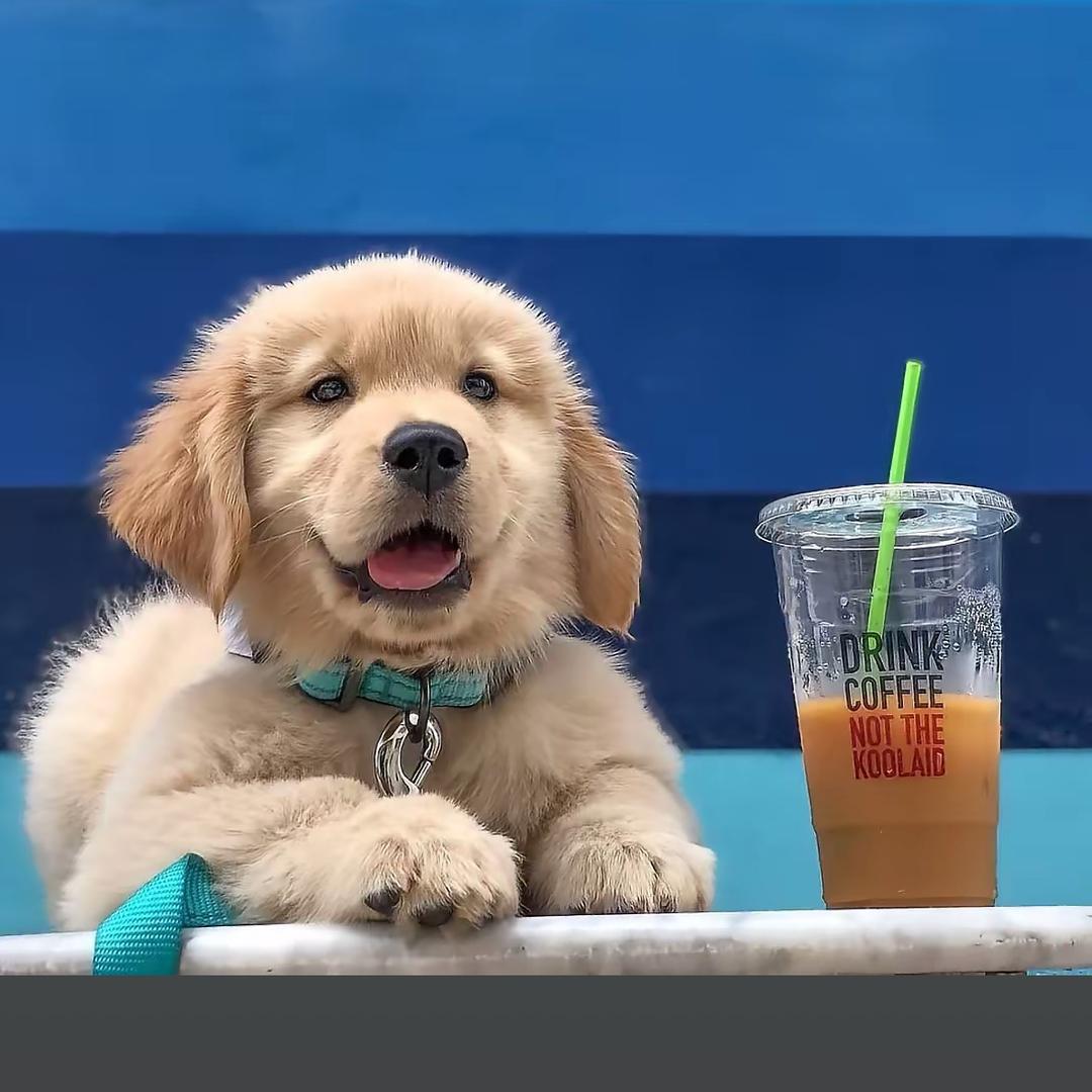黑王子