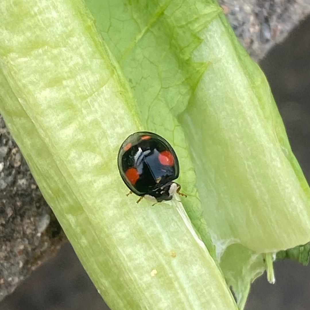 新昌不下雪❄️❄️❄️