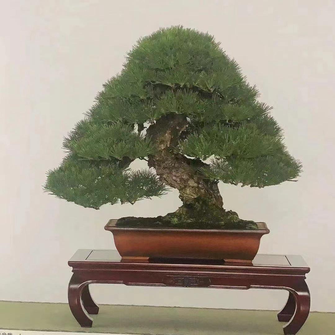 西雲