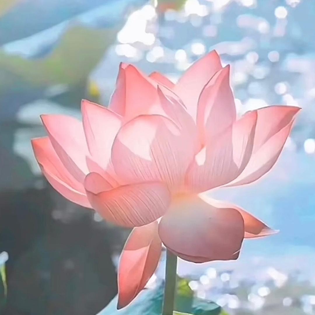 乐单麻麻