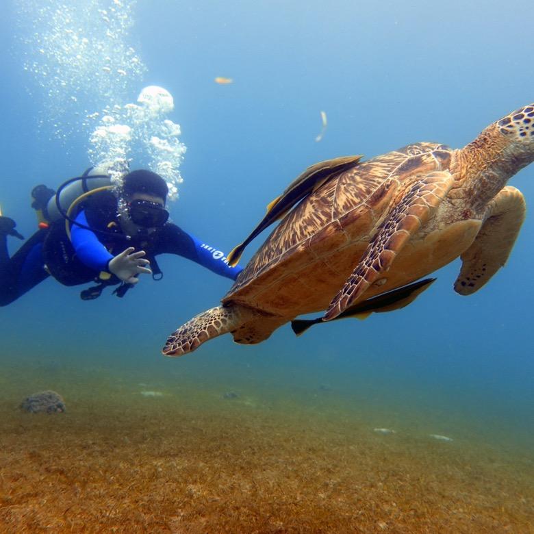 国老（封印版）