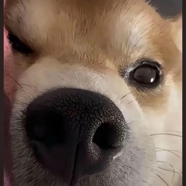 hbooo