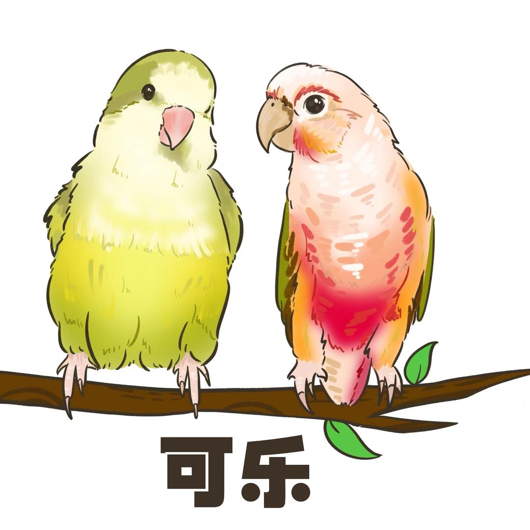 可乐鹦鹉