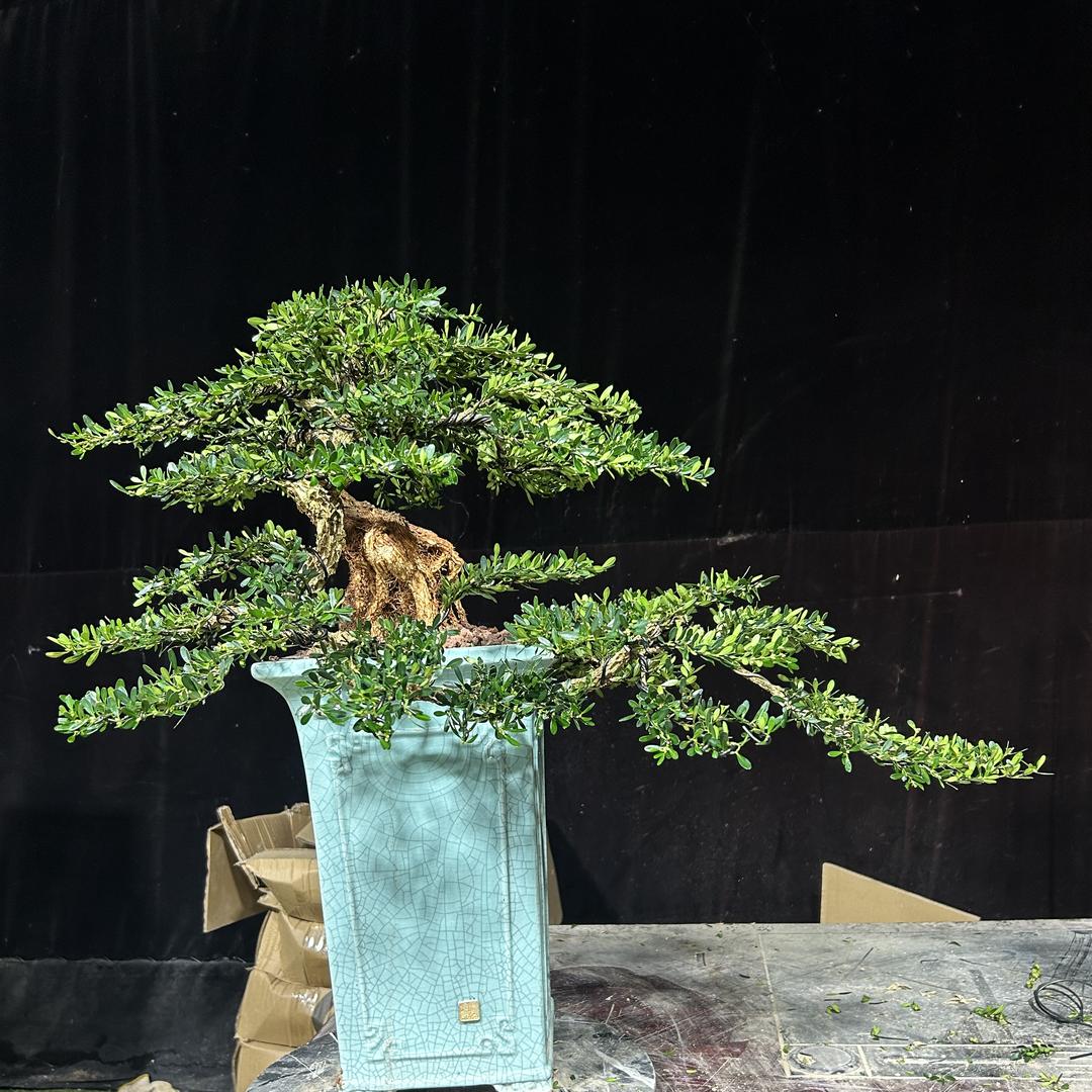 昌胜园林(皱皮雀舌黄杨)