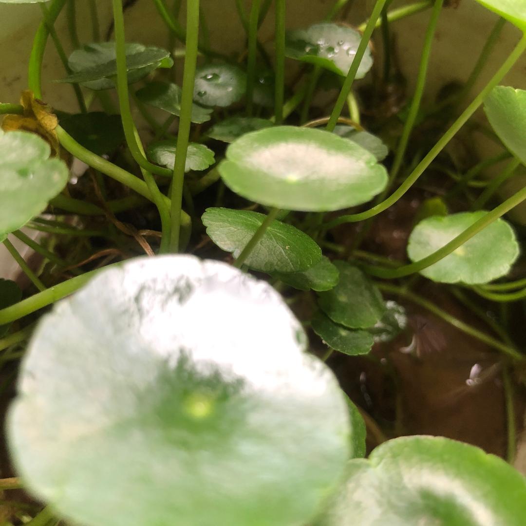 缘芷
