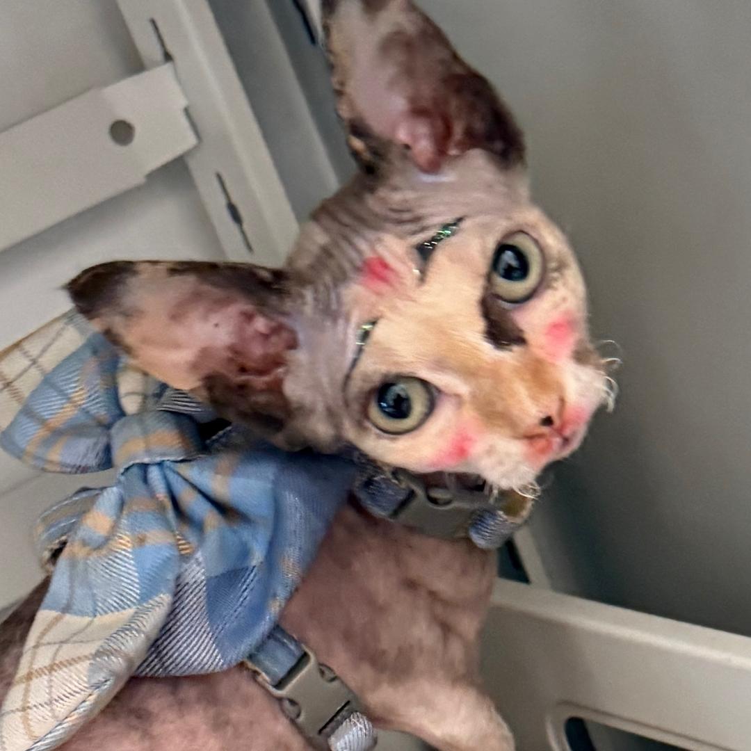 三条腿的多比