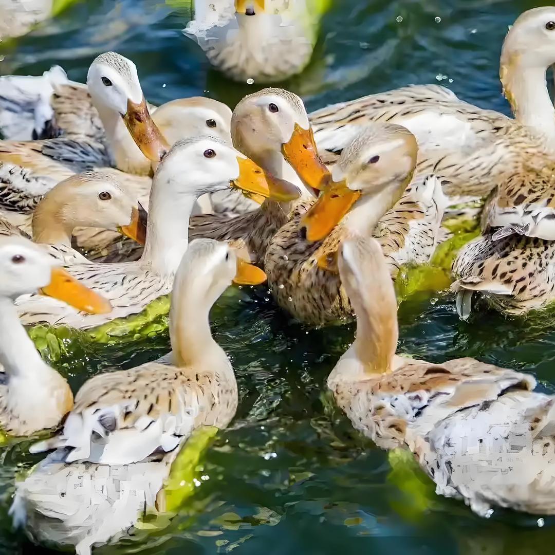 缙云周家农副产品