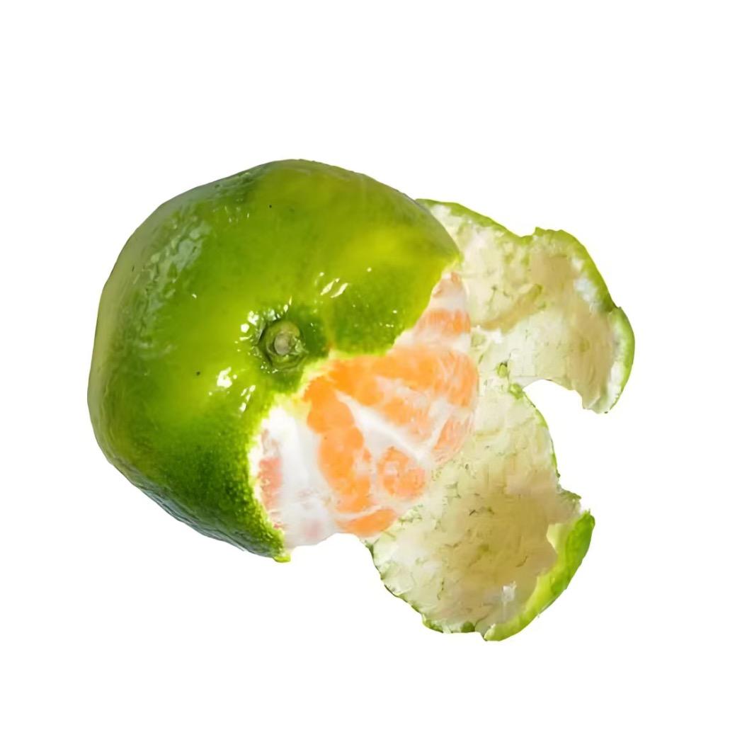 橘子树不长橘子皮🍊