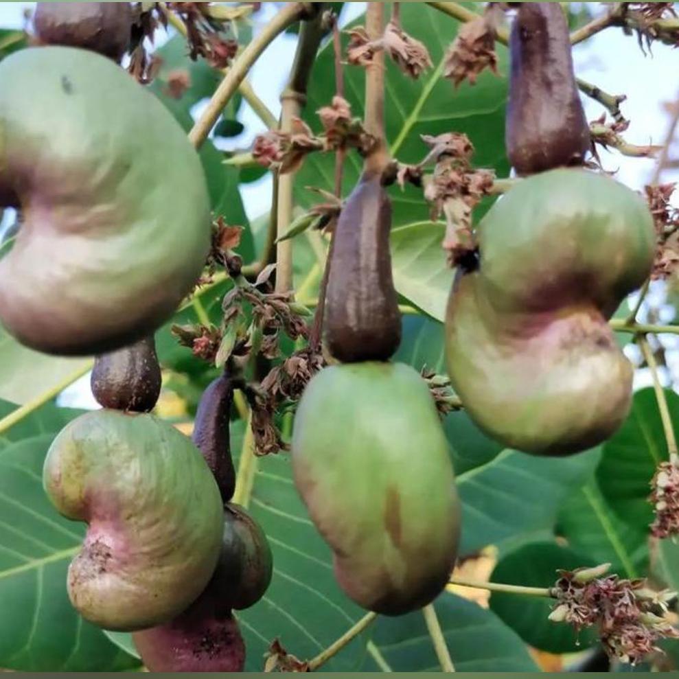 金湖小兰建筑线缆优品工厂店