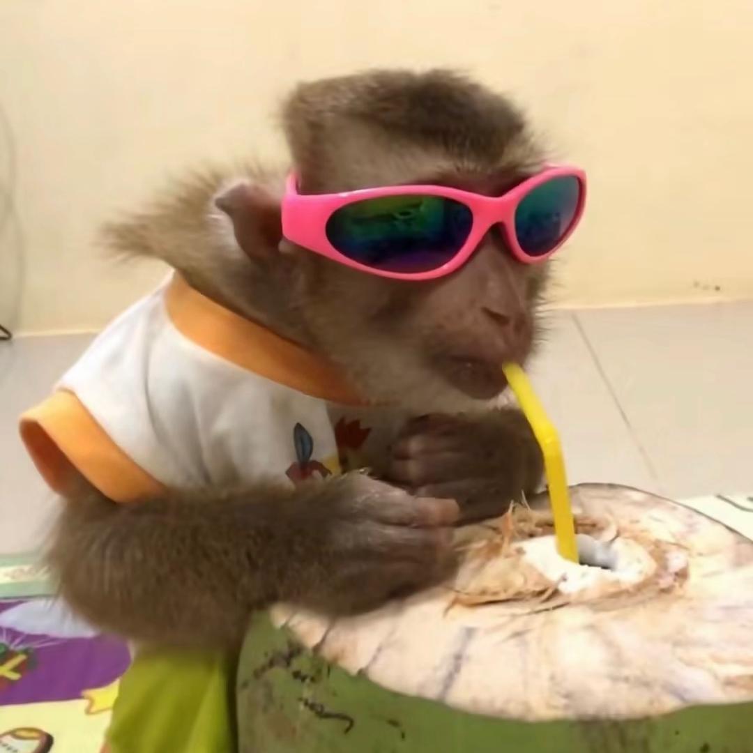 满山猴我腚最红