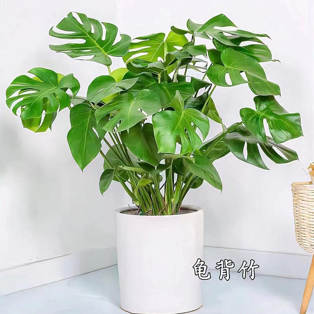 三生万物（家居软装与绿植搭配）