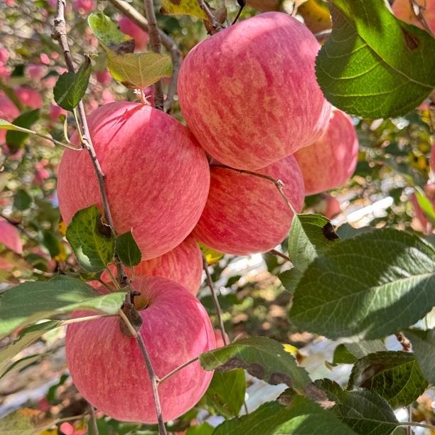 绿福霖洛川红富士苹果