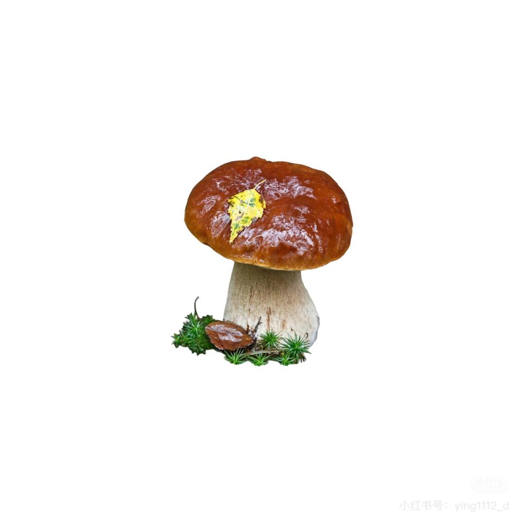 臭美大蘑菇