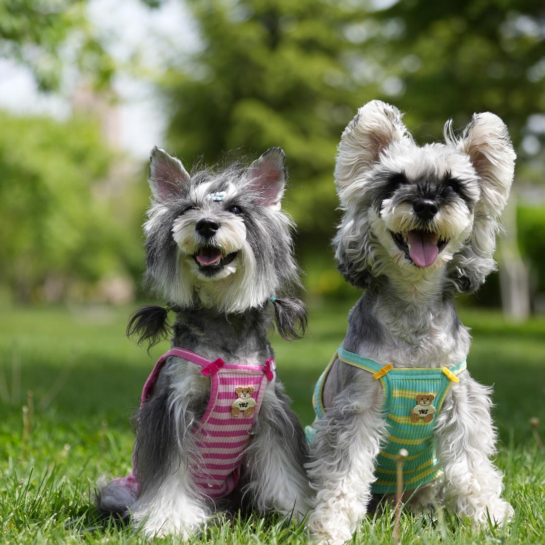 咖啡豆今天拆家了吗