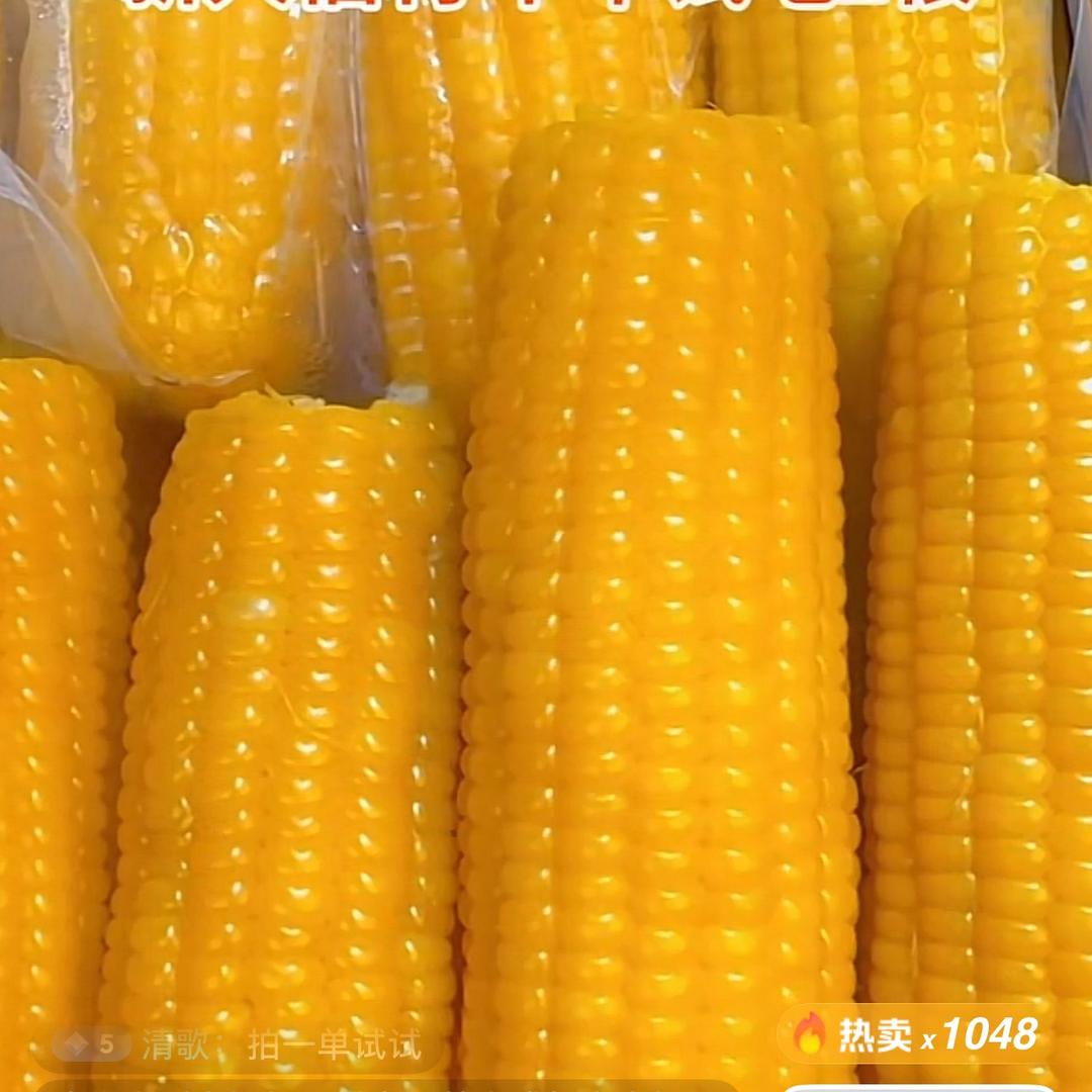 东北玉米产地2