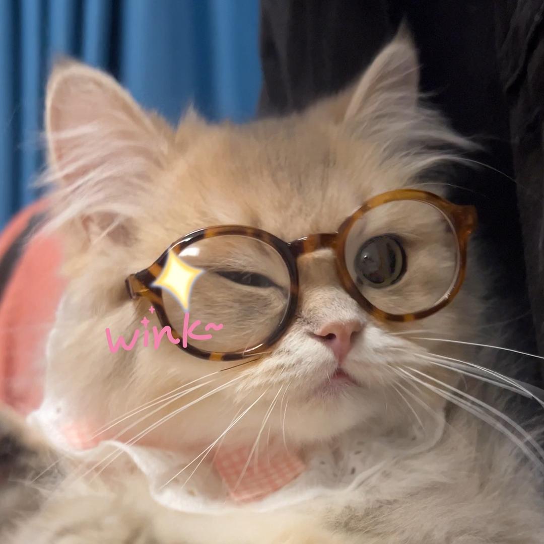 松果是只长毛喵