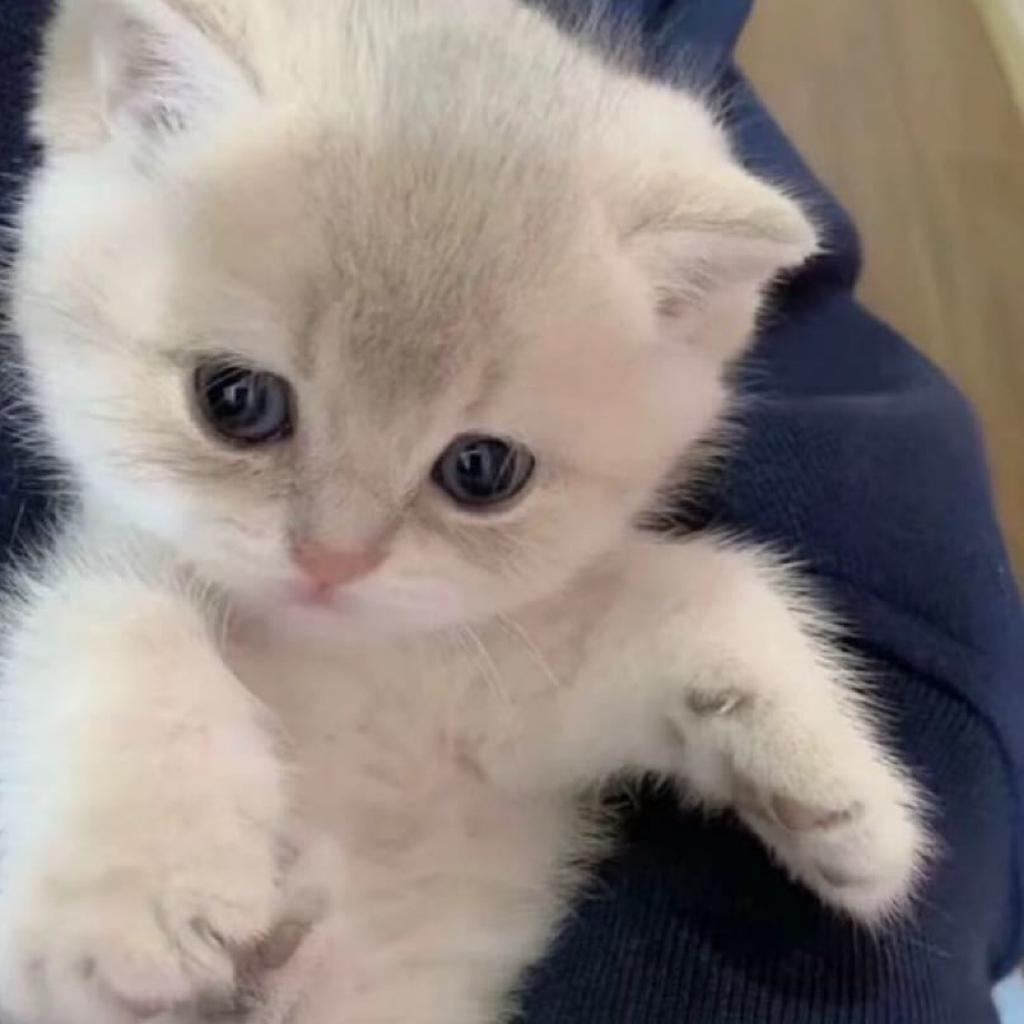 骂我的都是日本人