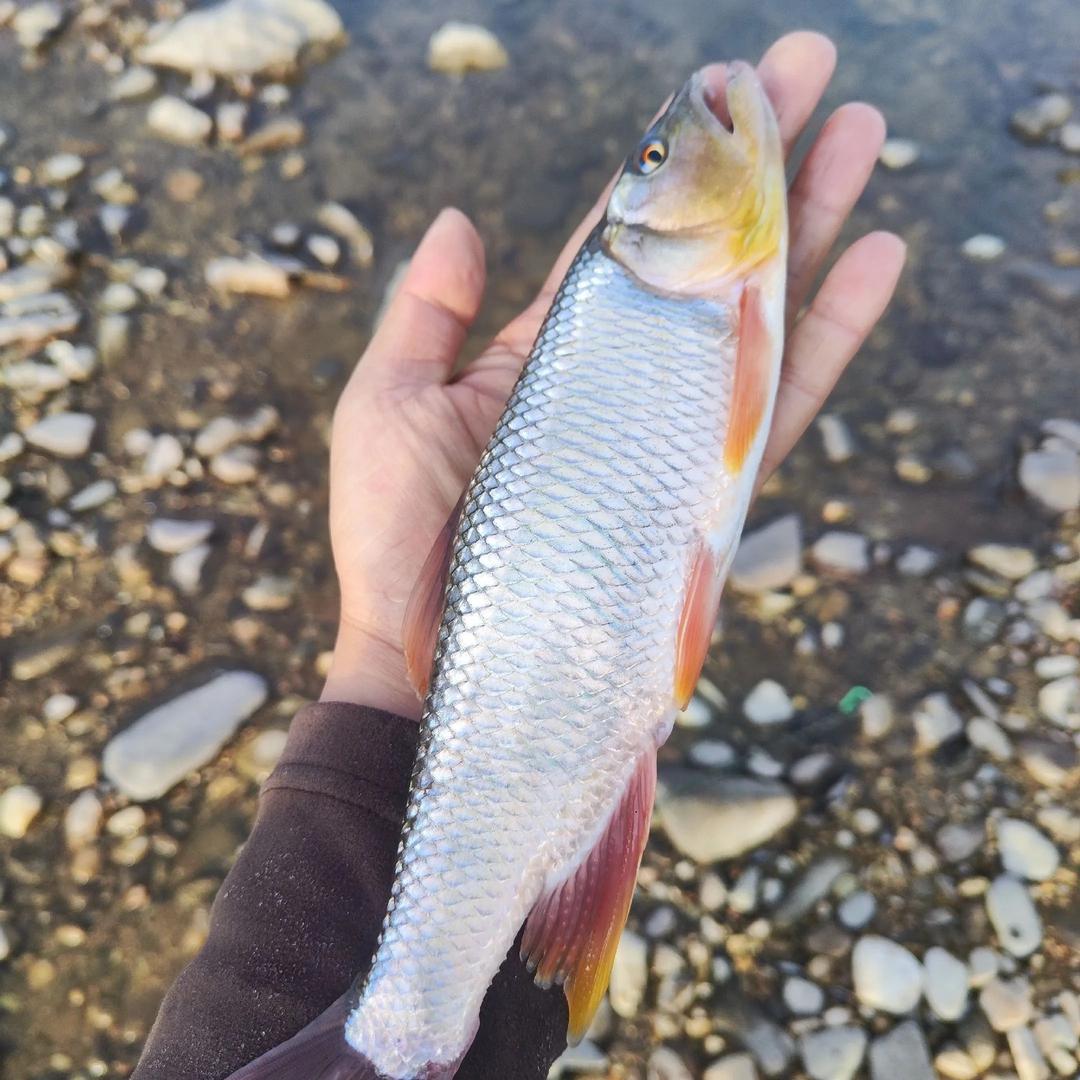 小强爱钓鱼🎣