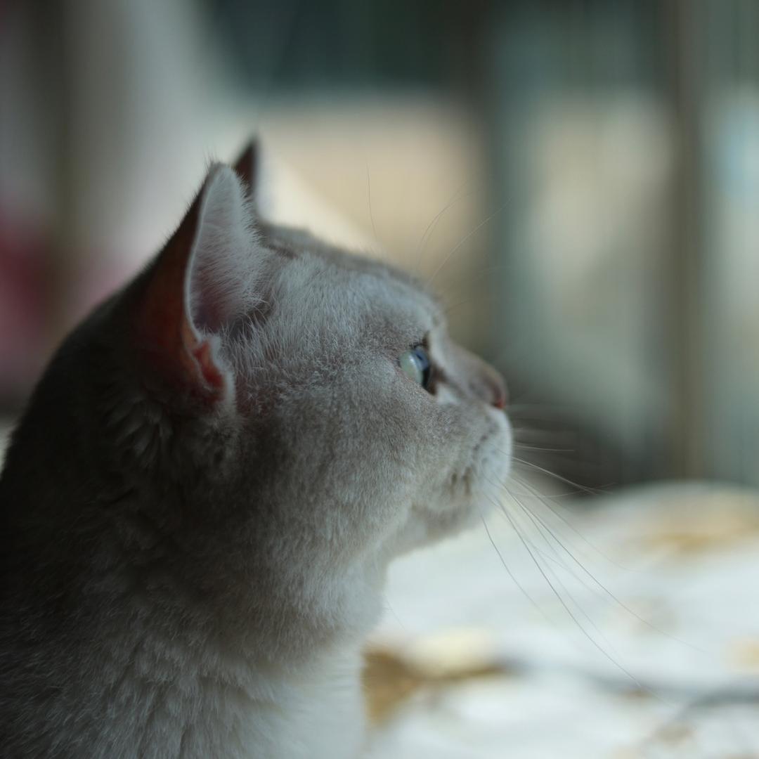 嚼味宠物营养品甄选