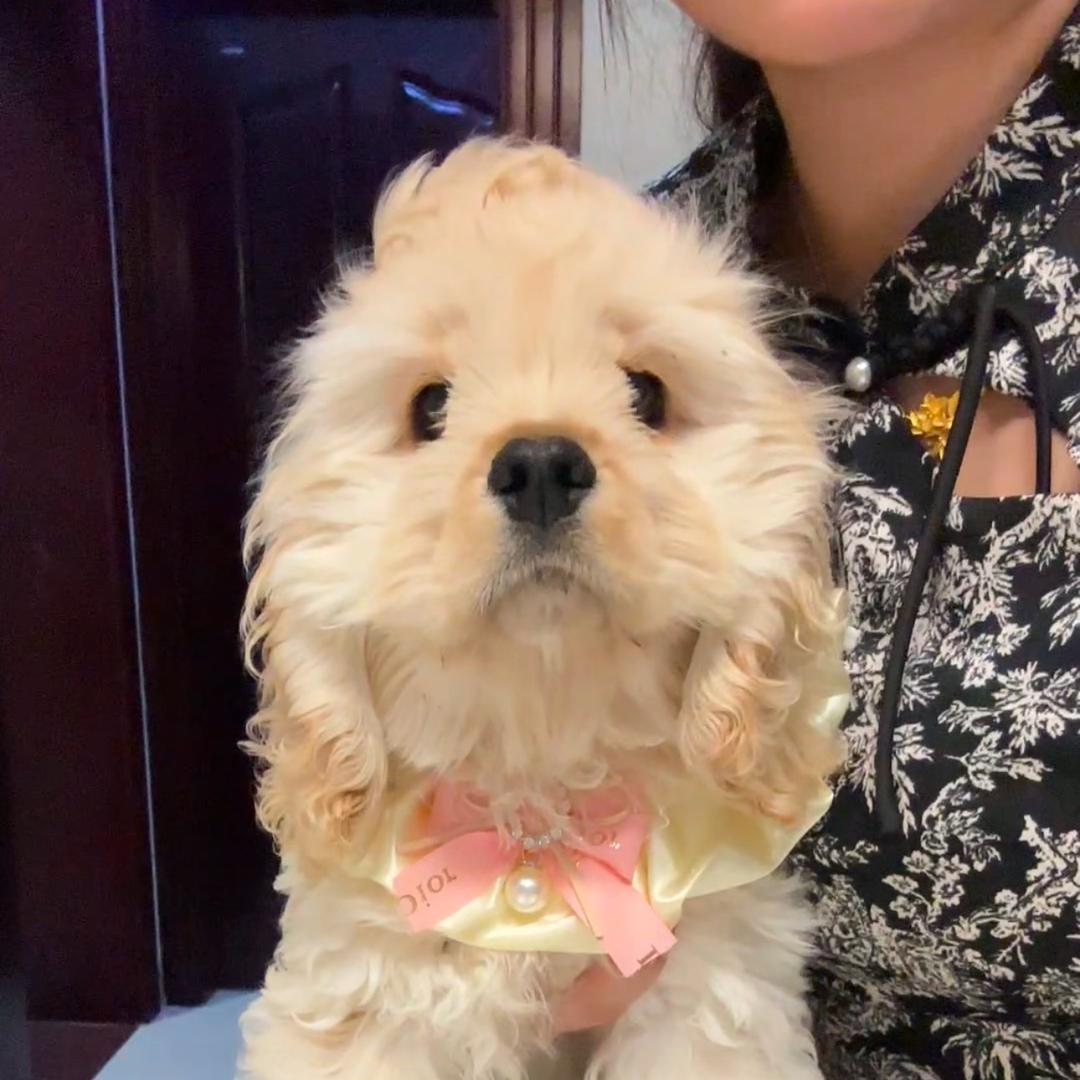 安安家甜美系美卡·可卡布