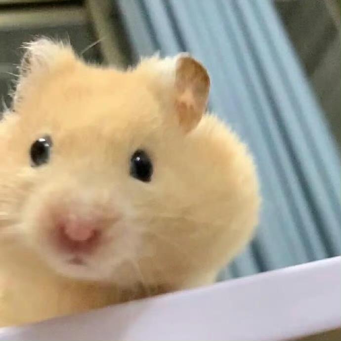 江户川歪歪🐰